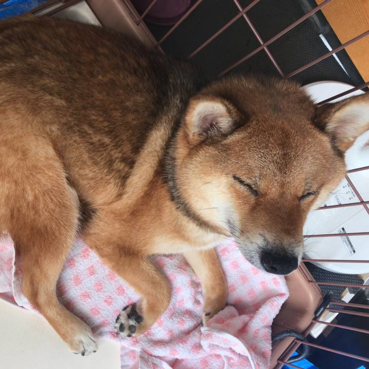 6e2fa2b7 8f86 44fc 8054 6a0dddf4cb49 1528412811294