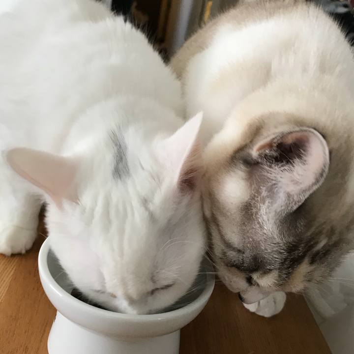 6e3096c8 4a10 40ab be7e e53bfaa60f5c 1512964004117