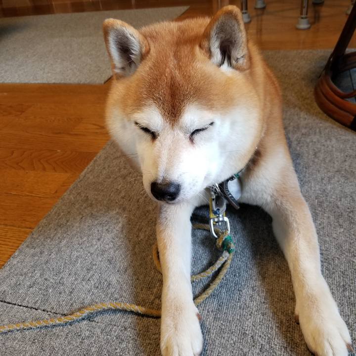 6e31e454 5b47 4b71 b59e a732b321475a 1607398798189