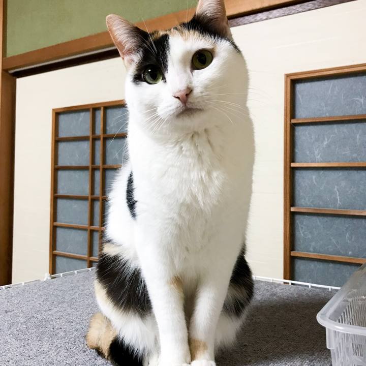 6e356762 455a 4bbf 8c9f 31acbb54771f 1519309857619