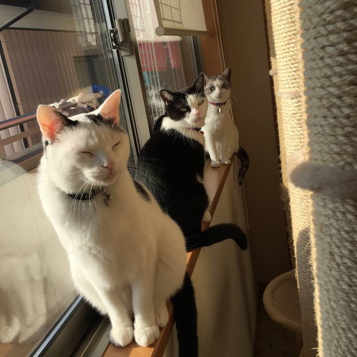 6e38dc72 31b7 4d6c 9765 9cf27ac81baa 1512260260384