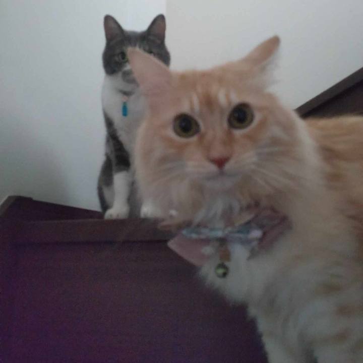 6e3cf96e d62a 4627 82e1 fd35573e2d8e 1728035966756