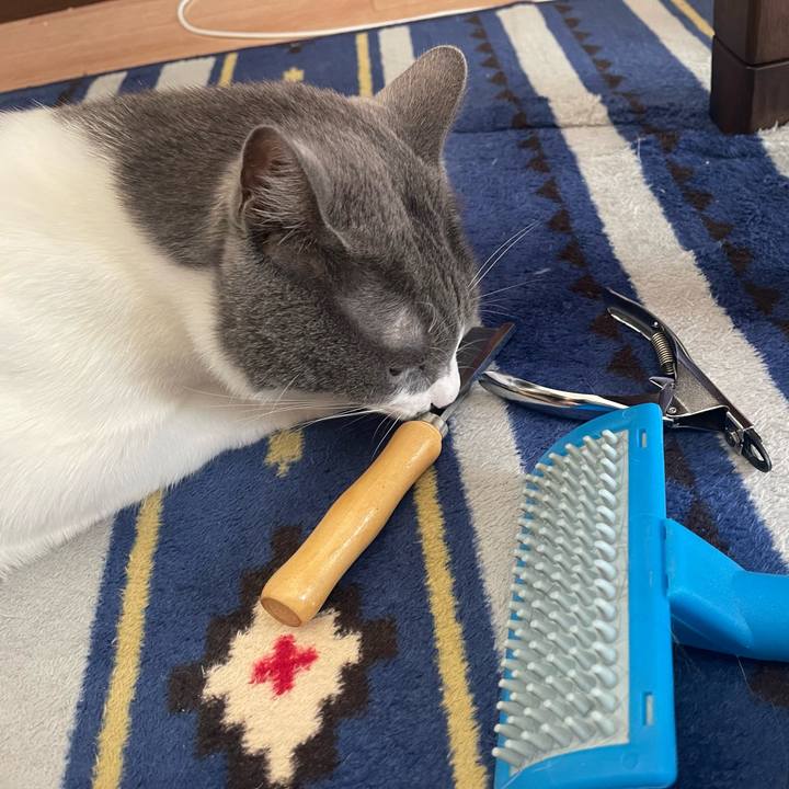 6e3ed230 219a 4f9b 8774 150236910229 1667095397589