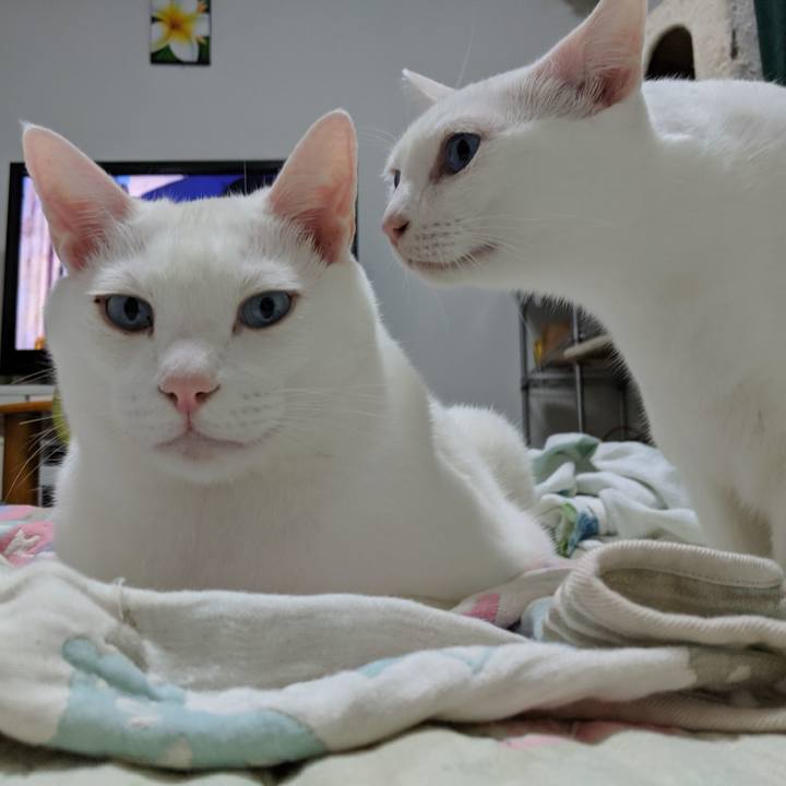 6e3f8722 0887 475a 82c2 93c1b6fe8a3c 1567175901374