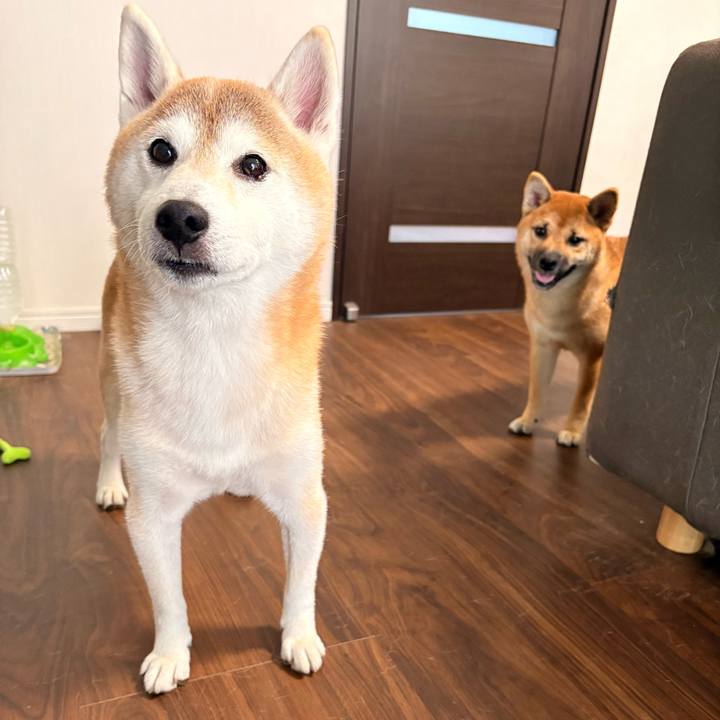 6e41817c 0338 4720 a8fe c3e64a4e9e5b 1761965971667