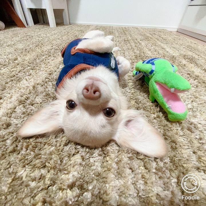 6e41aeff aa89 496e 9fc8 9e02d8b42bbd 1603624310181