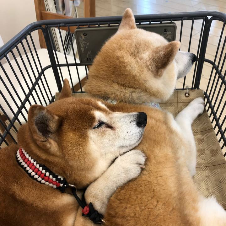 6e447359 5b17 4b56 95ce 5e27beef92b4 1565416177507