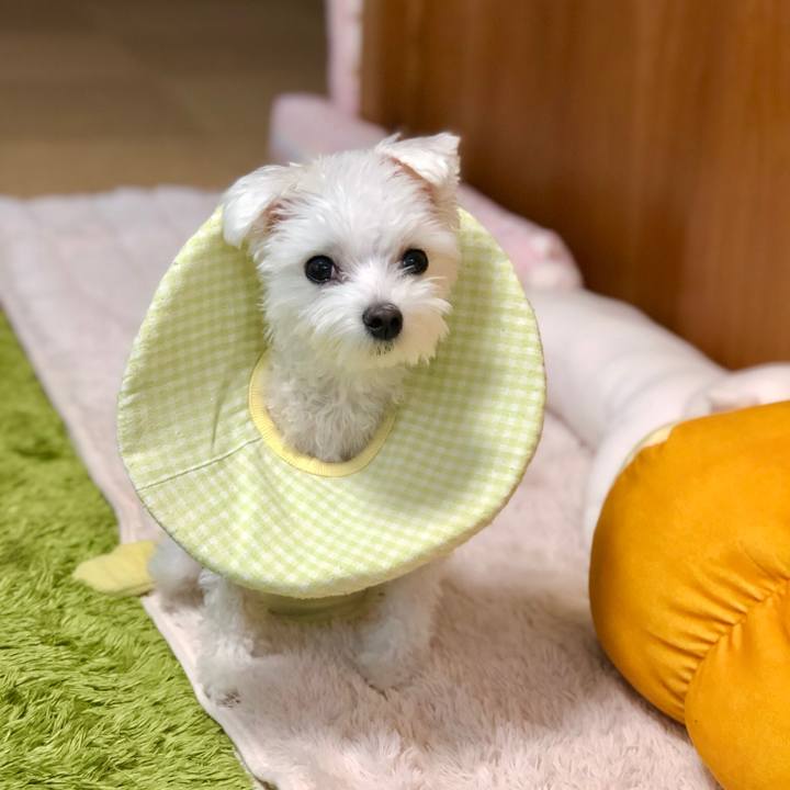 6e46fdc1 ac05 4736 915f 2bb8b4aef2fd 1544833974622