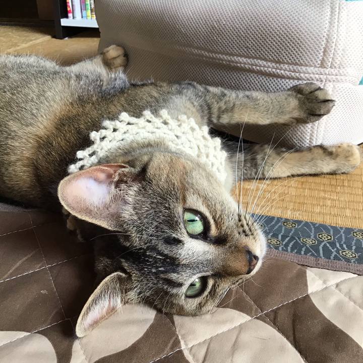 6e49cf12 f60c 4b2f 81b0 19af13243eca 1589770839041