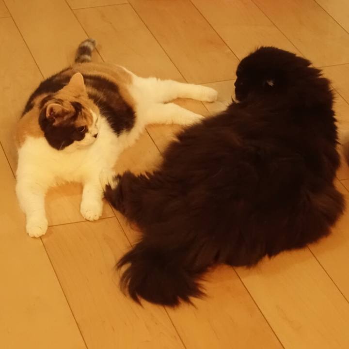 6e4adf33 5fb3 4c9f 98f0 651de017d4d3 1559477496165