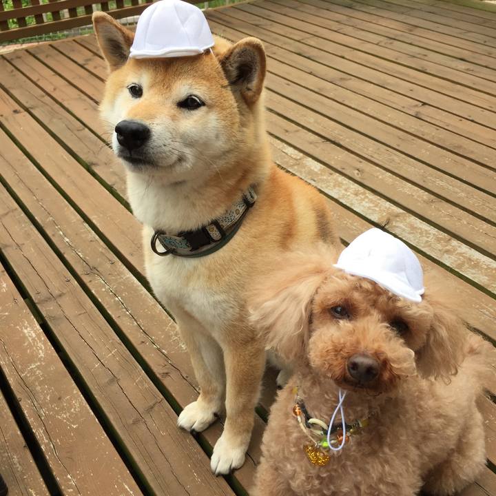 6e4b692b 1167 4573 89f4 b2048d03dc57 1526185626817