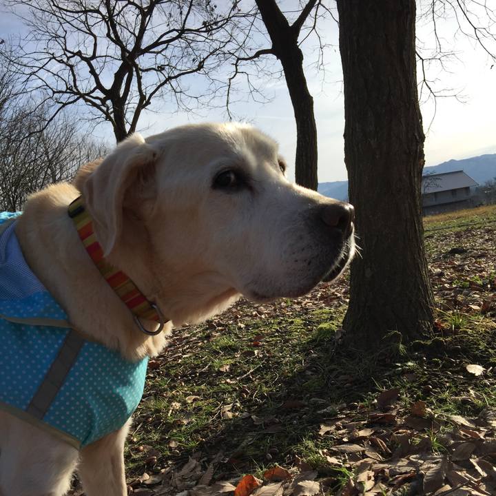 6e4b8389 54e8 40f4 baf3 448310496331 1544921133451