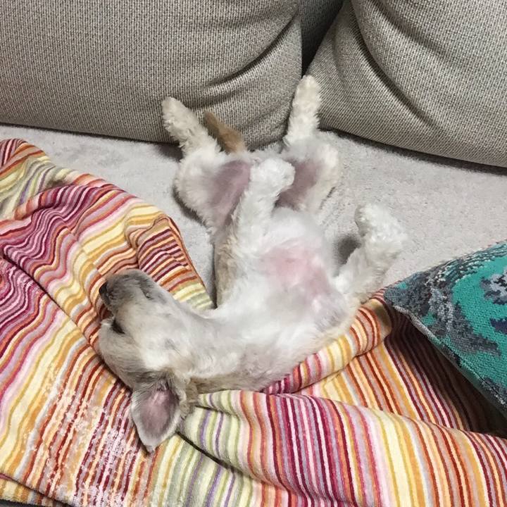 6e4c7344 0c8c 4dd0 ac8f c8a695c3d7b3 1528114966308