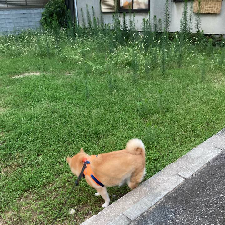 6e4e5c98 6539 417b 82d2 c47b392141a5 1629114997987