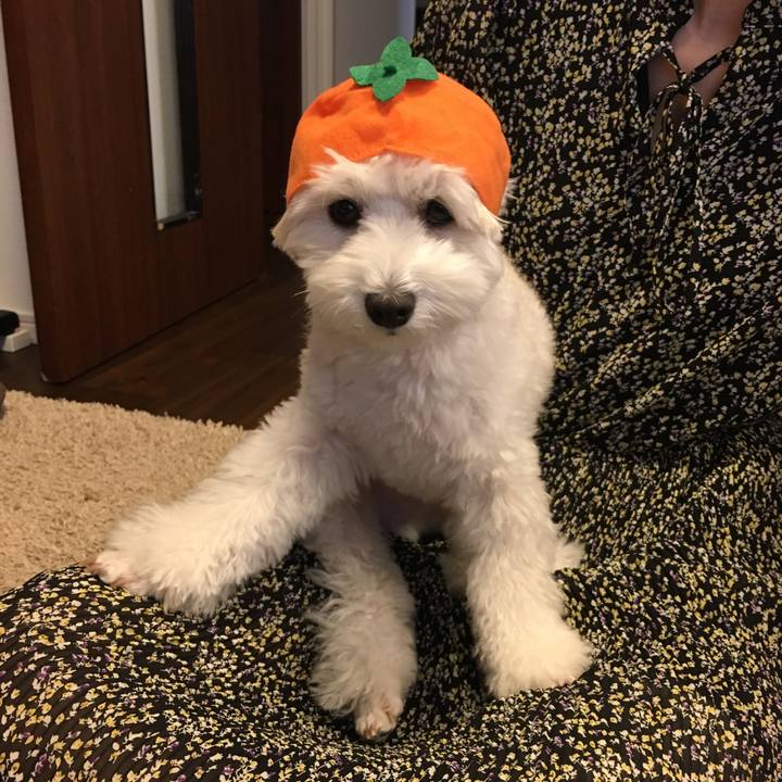 6e55d9f7 07f8 42f2 a180 3cecf8cbc983 1567932357341