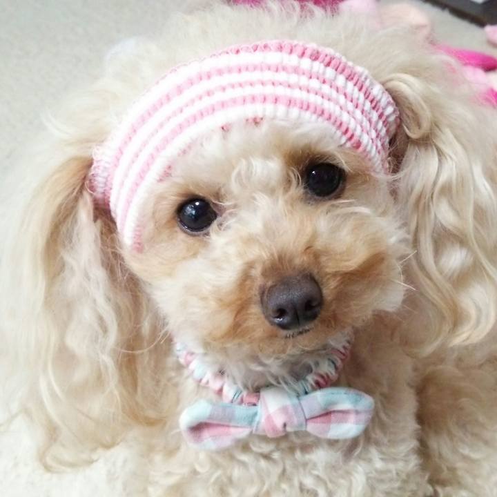 6e55f8c1 8998 43d1 82c9 cfe6240c2425 1516619238903