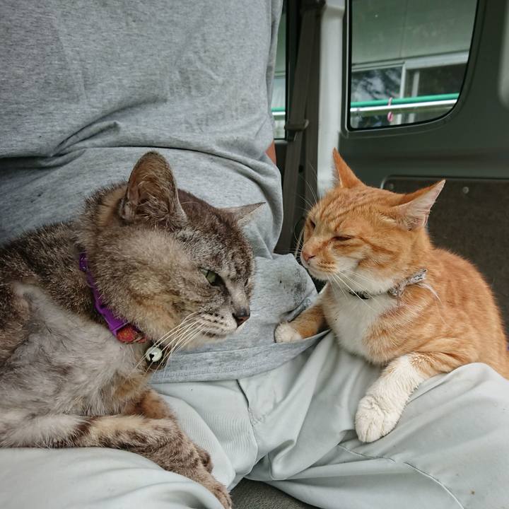 6e57d5bf 4c9d 4544 b2ea 1f33c571b4a2 1596319139686