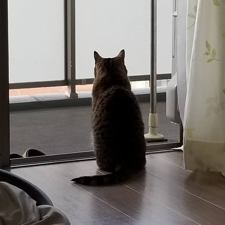 6e5e8c05 86cf 43ed a9c5 3f6ea90046ad 1619556936011