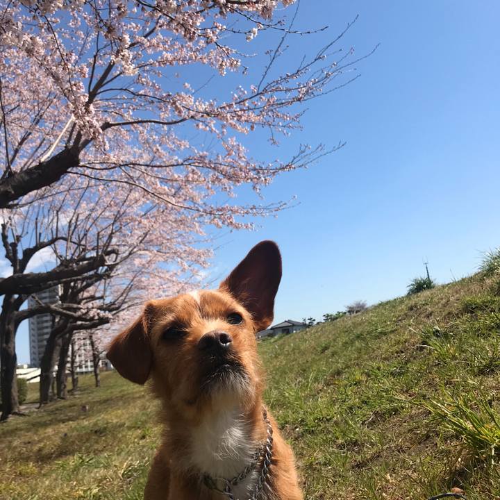 6e610aa7 dfe6 47c2 bfbe 8704e3105820 1555120211152