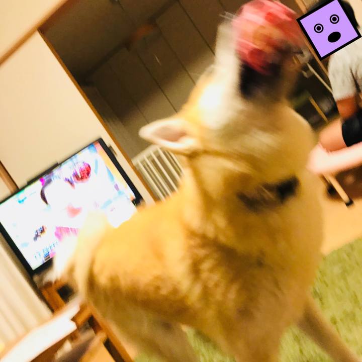 6e61a5dc d2de 436b afc1 08d7cd407df3 1508670556191