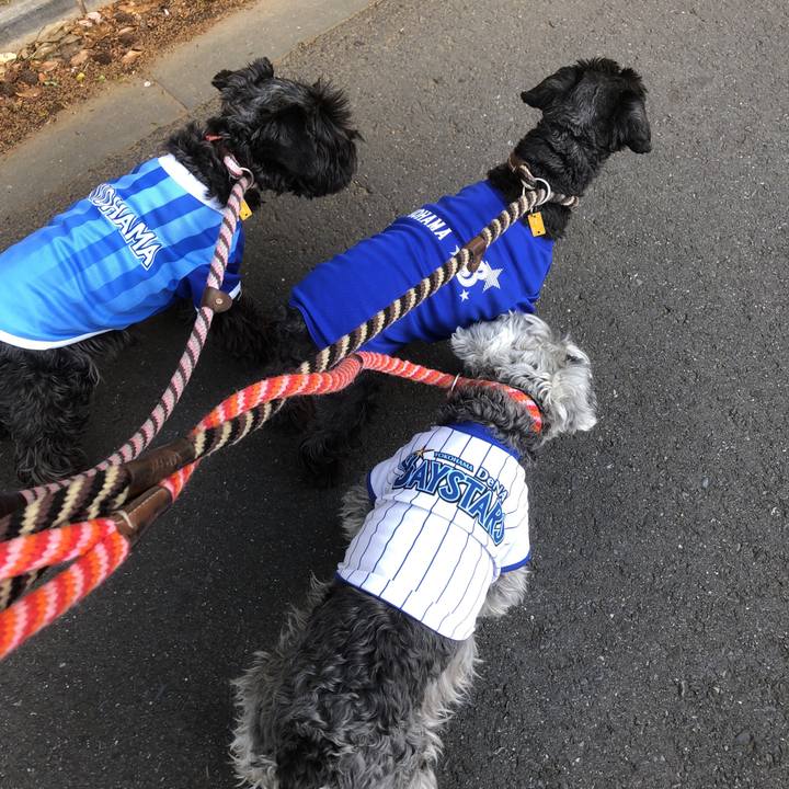 6e655a8a f4a3 4a4a b274 ae7a665d2e40 1555744565983