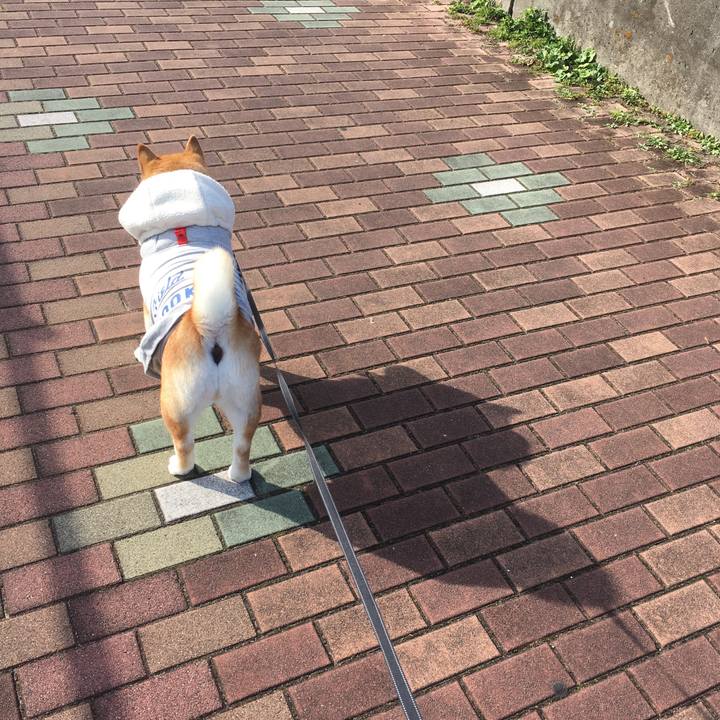 6e694858 983b 4b9f 85ae 0dece57d784d 1543034973773