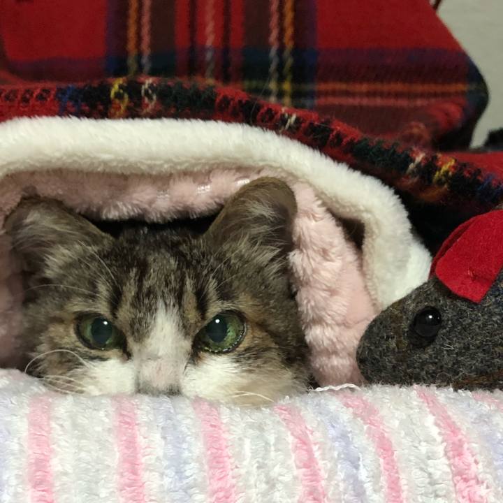 6e6c4f1e f322 46db b9ff a3f437385d7a 1575850700338