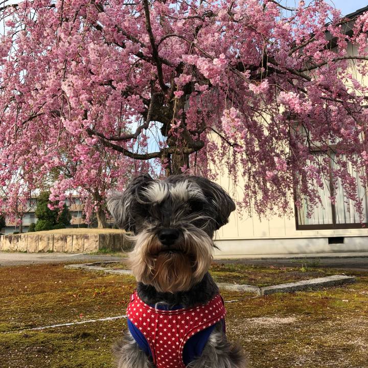 6e6d1a6d b820 42d2 a5e9 af113cd9ae92 1555204682082