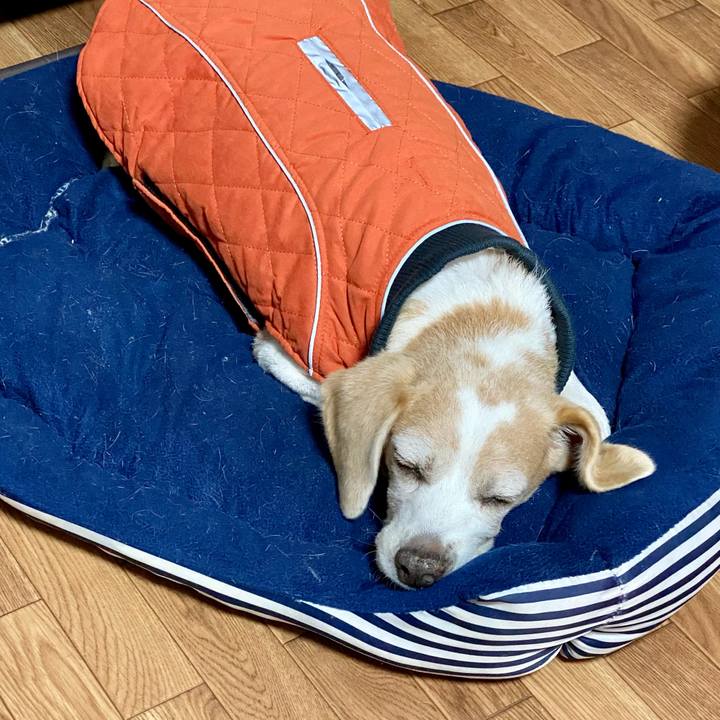 6e6fed43 620b 44d7 a801 869431a75760 1609231019452