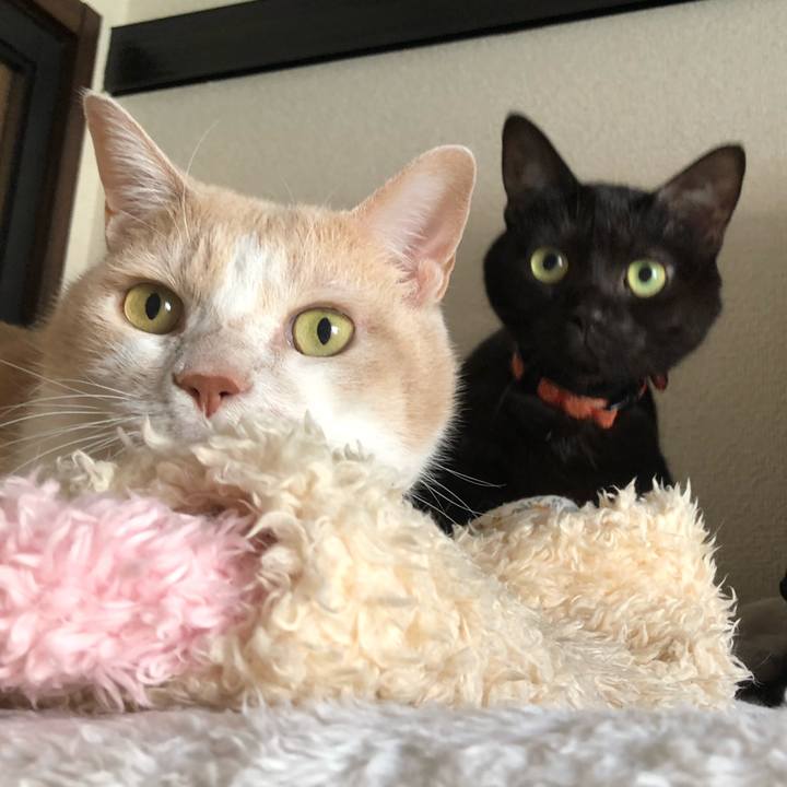 6e728752 f1ca 4930 ac6c 04a0e64de1b0 1547965096673