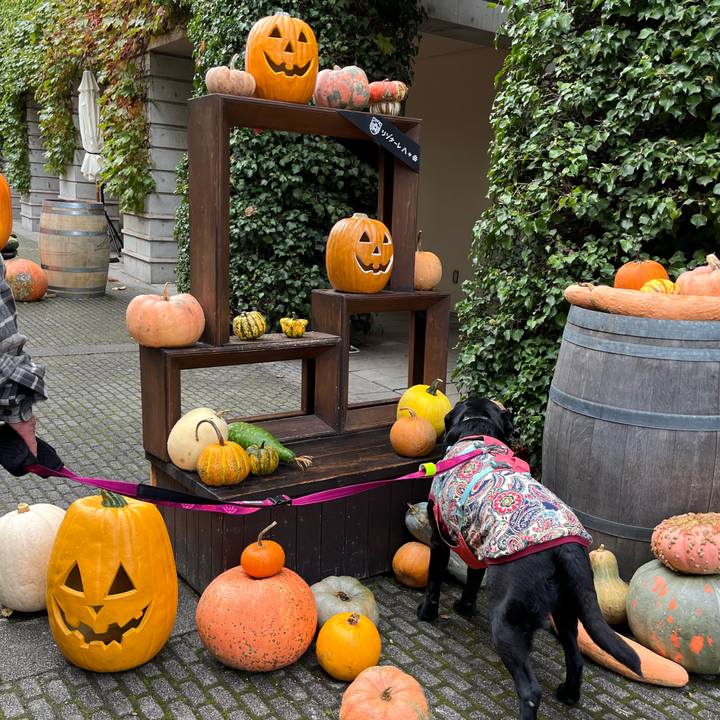 6e72d2a9 92fa 44ed ab9c 01016d79093d 1761367974044