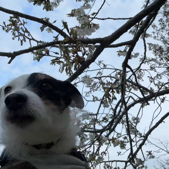 6e7da203 e11c 4ae5 bcc6 a0e5bf73a10f 1774342590427