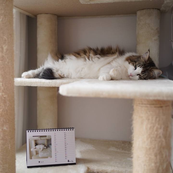 6e7e6dd8 3d43 4c3e 9453 d6ab6a1c7e7c 1628385890096