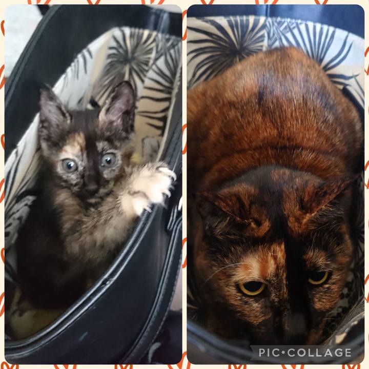 6e8206c6 afc6 419f 8098 d4be564a7478 1763895290764