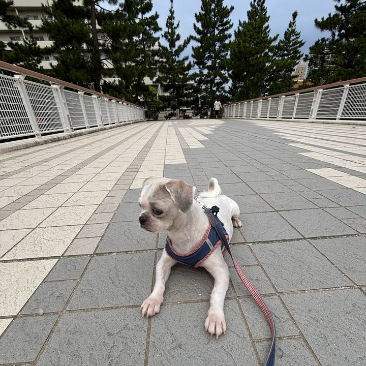 6e83d685 c06a 4ac9 b1e5 c588e8cee5c3 1755553771444