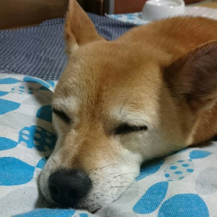 6e84d527 e155 4165 b4c6 99cbfc346dcd 1526223788994