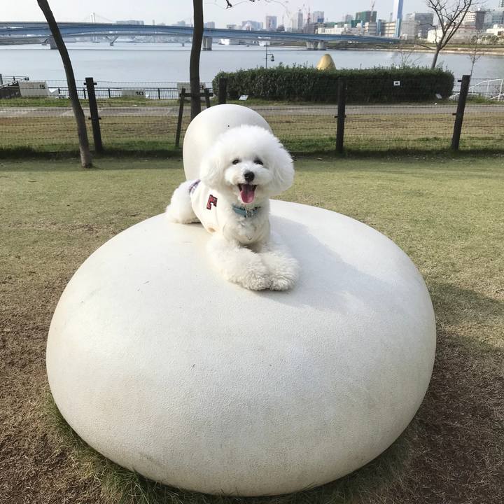 6e86dc4c c9e4 4601 9aed 82957a5feb52 1541924682481