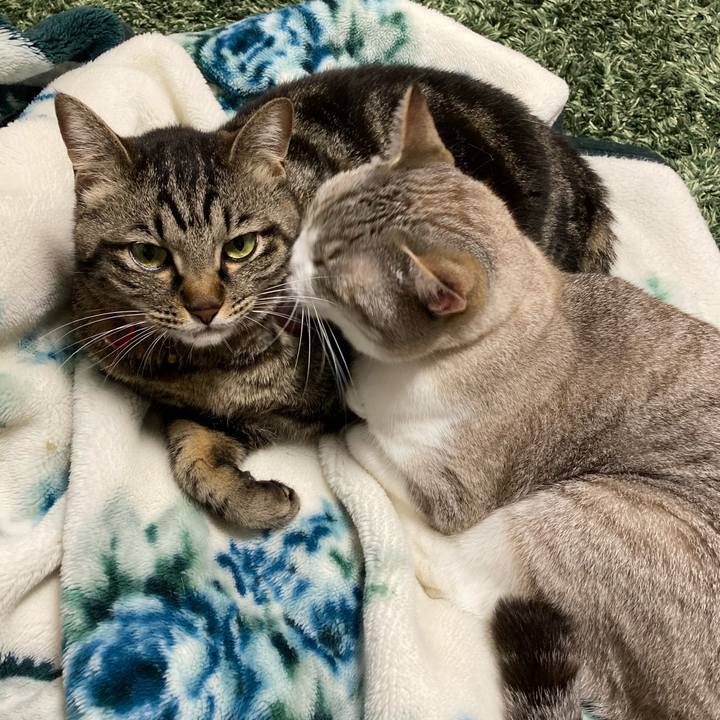 6e86e86b 3793 4938 8767 4548428957dc 1590930686117