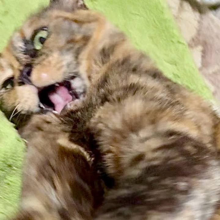 6e87e9da 6dfa 4da3 9eb9 409e8d0ce845 1744143318685