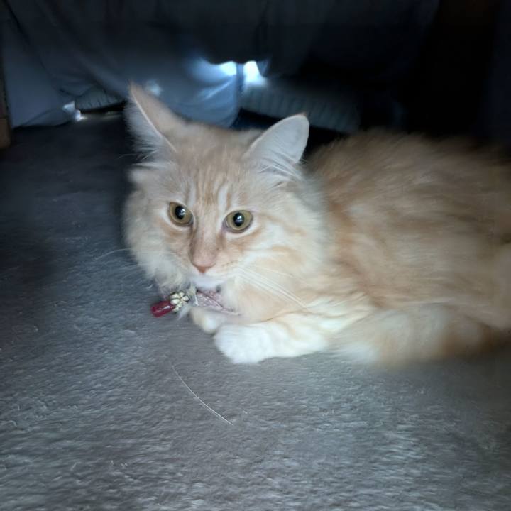 6e882312 15fa 4217 bdd1 5ad68b16ab38 1766106558037