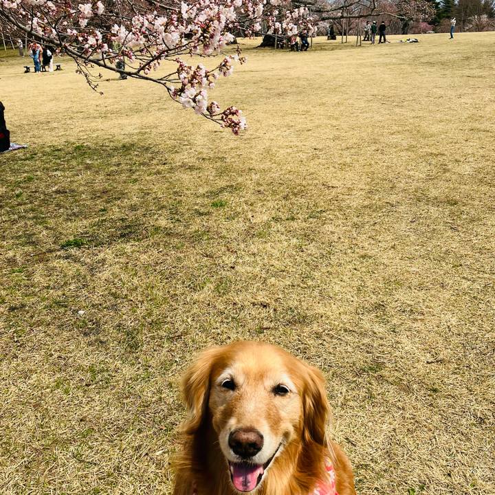 6e8896b9 540a 4fd2 8f48 f02e56171dbb 1774508020810