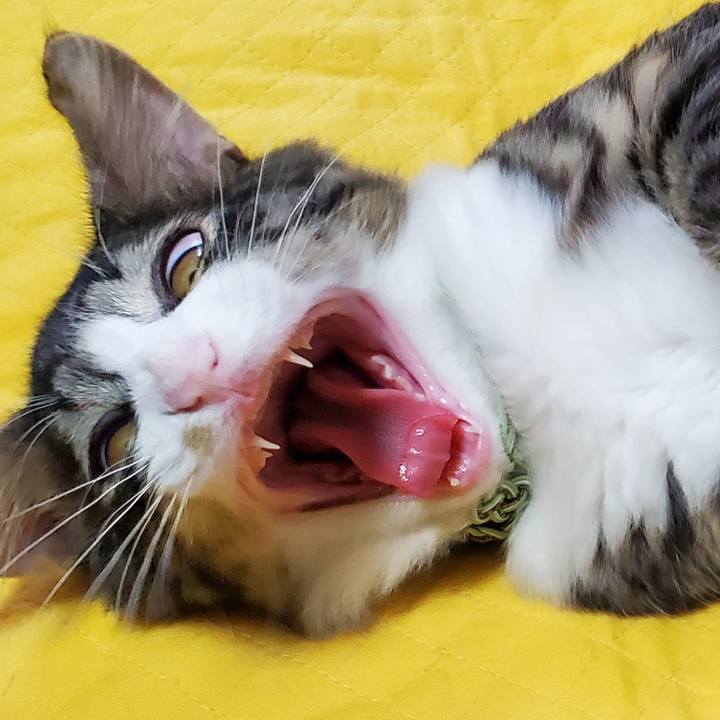 6e89ae9d f453 40c5 8558 4a907cadc0d5 1633749267583