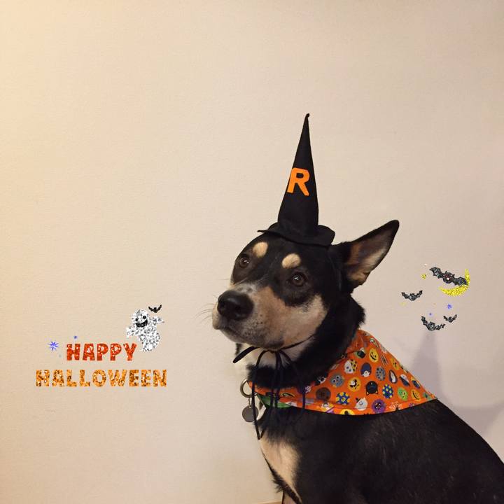 6e8a8e0d 6056 498f ab65 985f6d5ddf8e 1540904113939