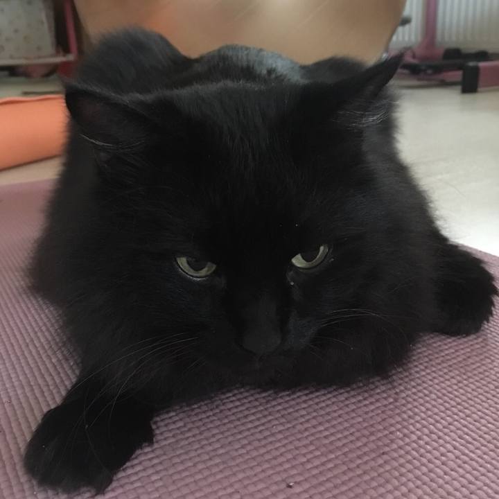 6e8d3a91 d4df 467f aa1c 1484d569424c 1544053005695