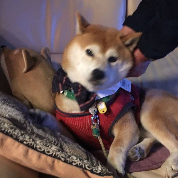 6e8f2866 73c1 420c a08e 29a09e0a817c 1553429327422