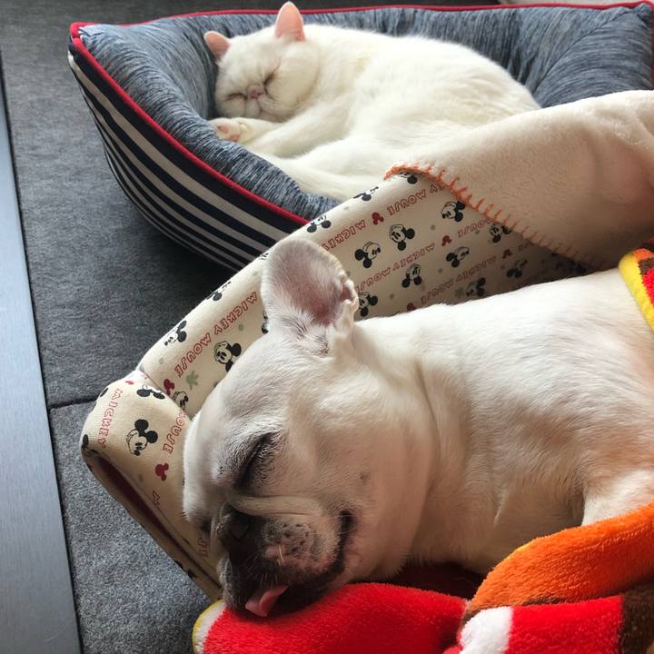 6e8f8b53 d9ca 4dea 942c ab5abc30796b 1620642433621