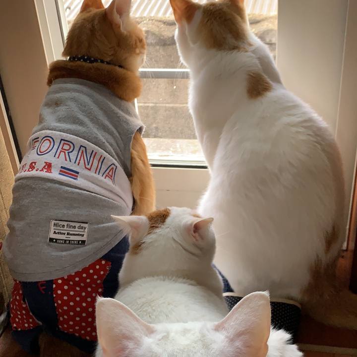 6e8fd66c e95e 4707 adf9 2286c6cb9950 1618632649271