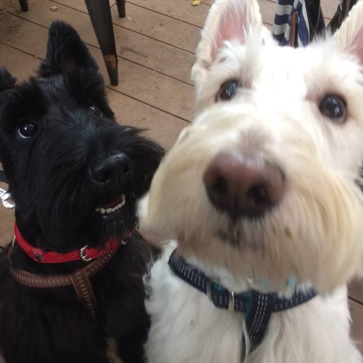 6e918418 fb7f 455a bc37 db1159cb4ba4 1521653894630