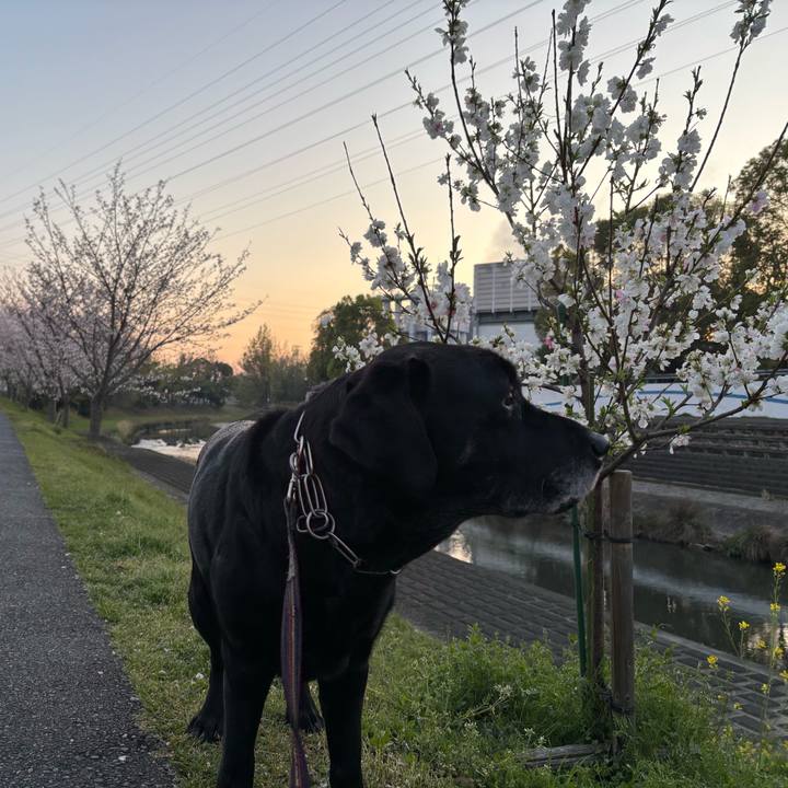 6e92f82f 951d 42d6 acdd 9af75f9d3cd7 1775214641474