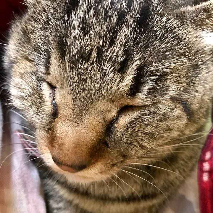 6e938a55 863d 4250 8e38 4ef9370a0333 1517471868626